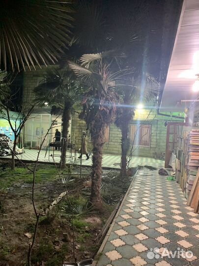 Пальма сочинская