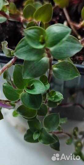 Каллизия ползучая