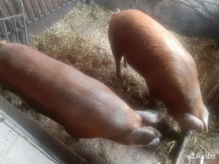 Поросенок ландрас