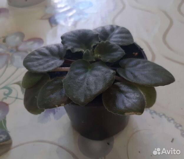 Фиалка розовая (цветет)