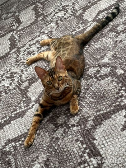 Бенгальская кошка