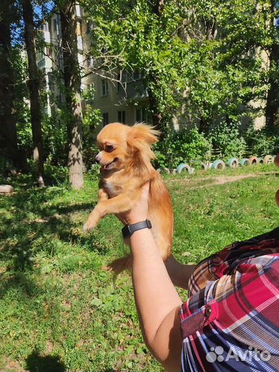 Подрощенные щенки Чихуахуа