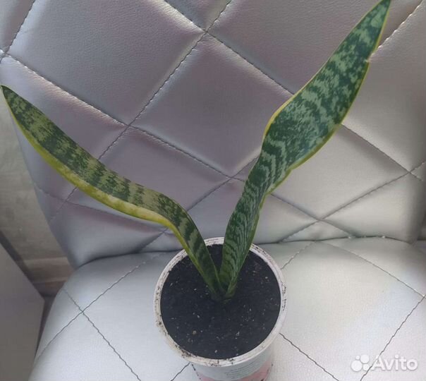 Сансевиерия щучий хвост)