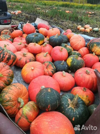 Тыква,Кабачки