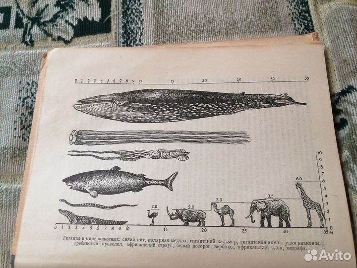 Занимательная зоология. Цингер. 1963г