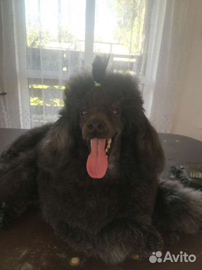 Собаки щенки