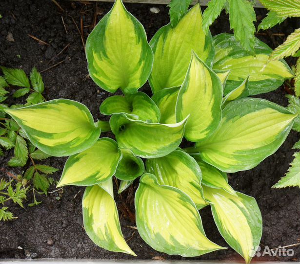 Хосты - 2 часть