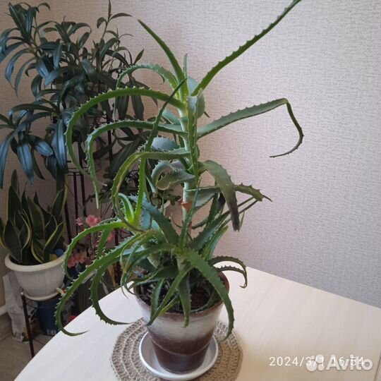 Комнатные растения