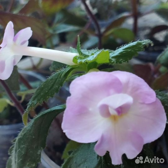 Ростки ахименеса, несколько сортов