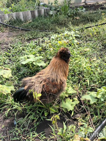 Куры и петухи китайск. шелк, ухейилюй, павловские