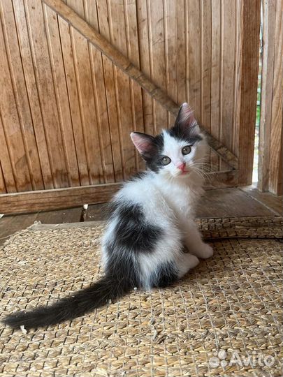 Котята в добрые руки бесплатно