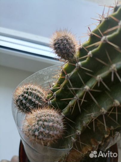 Кактуса детки