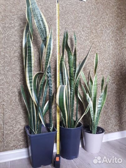 Сансевиерия трехполосная тещин язык щучий хвост