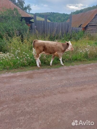 Корова с теленком