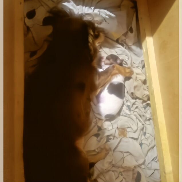 Чихуахуа, щенок