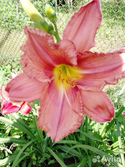 Лилейники сортовые