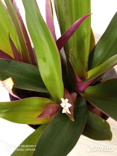 Традесканция рео