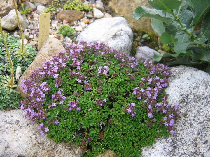 Тимьян почвопокровный