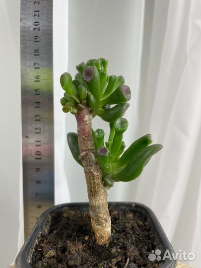 Комнатные растения цветы Сингониум Папоротник