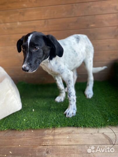 Щенок Гоголь