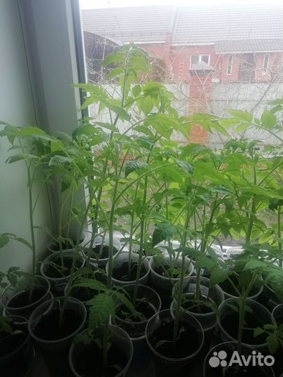 Рассада помидор