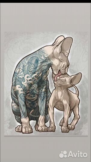 Канадский сфинкс вязка