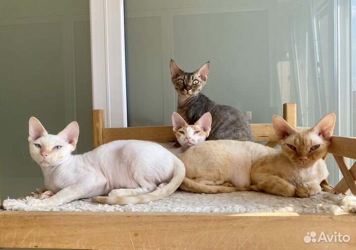 Девон-рекс на любой вкус