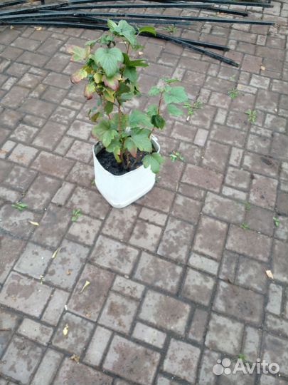 Саженцы черной смородины багира