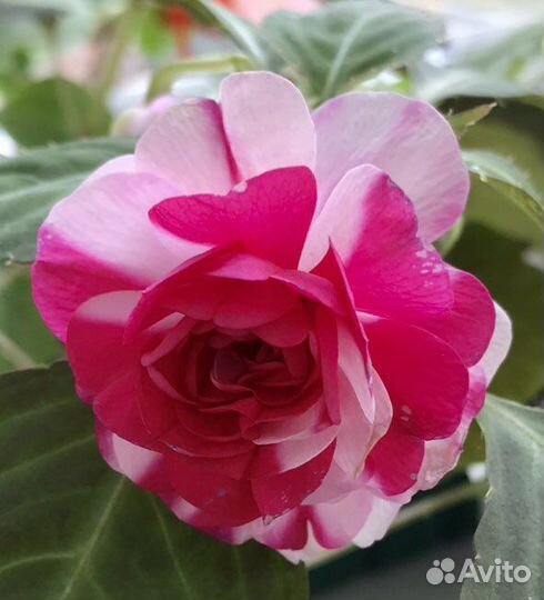 Бальзамин ванька мокрый сортовой махровый