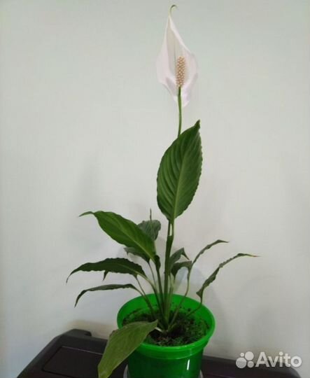 Круглые растения