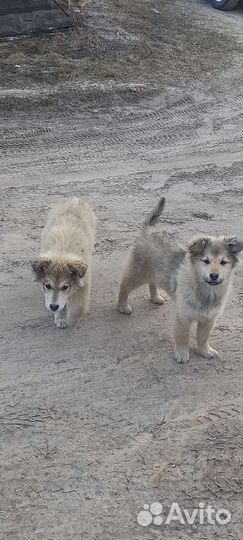 Собака в добрые руки щенок