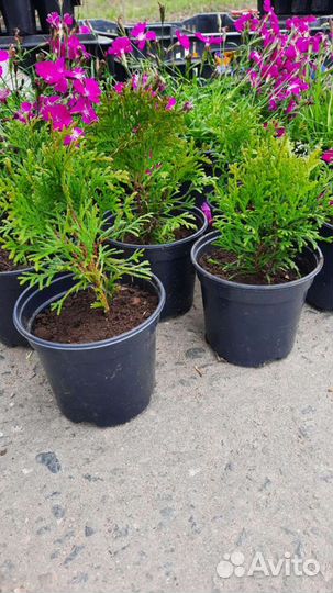 Туя в горшке 10-15 см