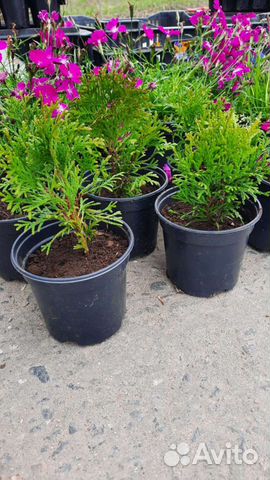 Туя в горшке 10-15 см