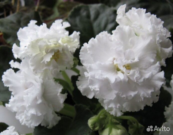 Фиалка сортовая махровая гигантские цветы сенполии