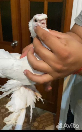 Голуби узбекские