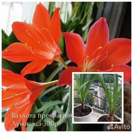 Цветы комнатные