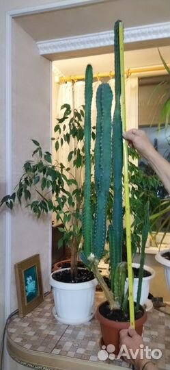 Большой кактус