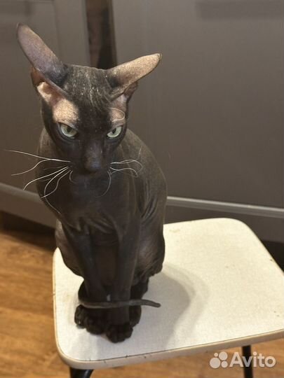 Донской сфинкс вязка