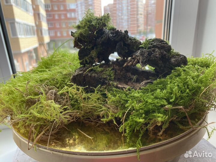 Для террариума