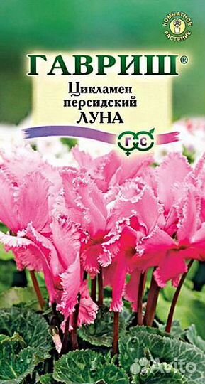 Цикламен махровый,глоксиния