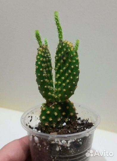 Сансиеверия цилиндрика,крассула,опунция,Эпифилум