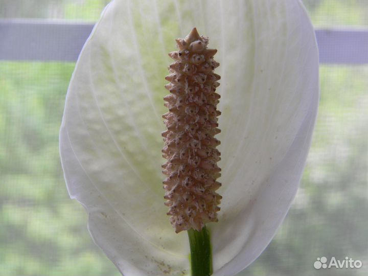 Спатифиллум (женское счастье)