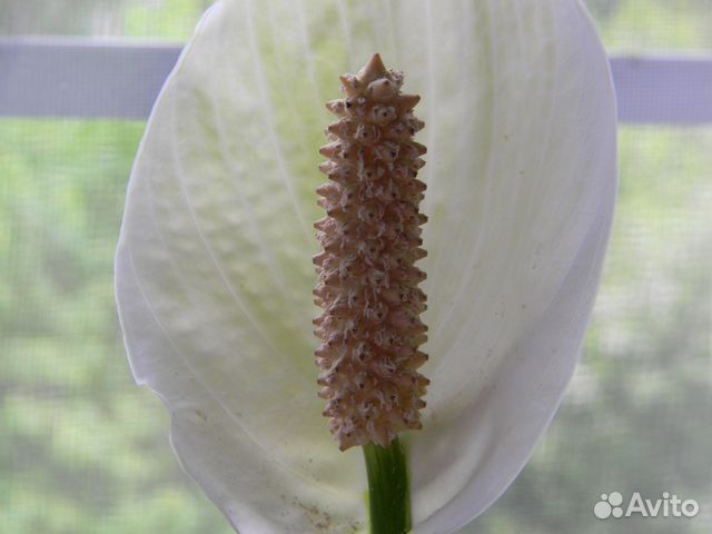 Спатифиллум (женское счастье)