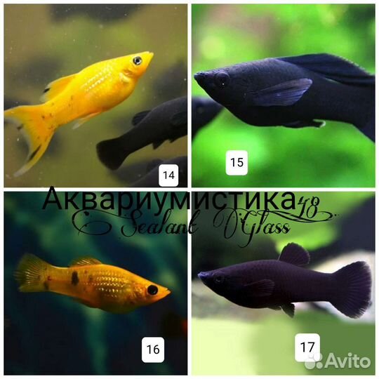 Аквариумные рыбки