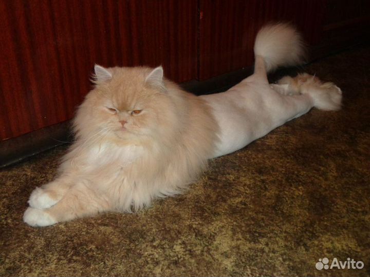 Стрижка котов и кошек