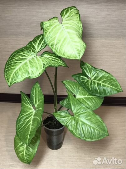 Сингониум Butterfly