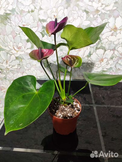 Антуриум пурпл харт