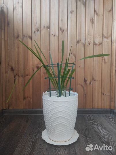 Финиковая пальма