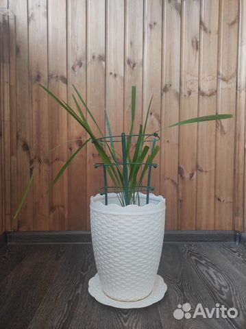 Финиковая пальма