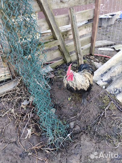 Петушки породы мини кохинхин